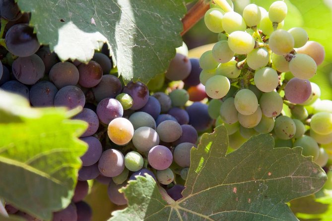 Benidorm Wine Tour